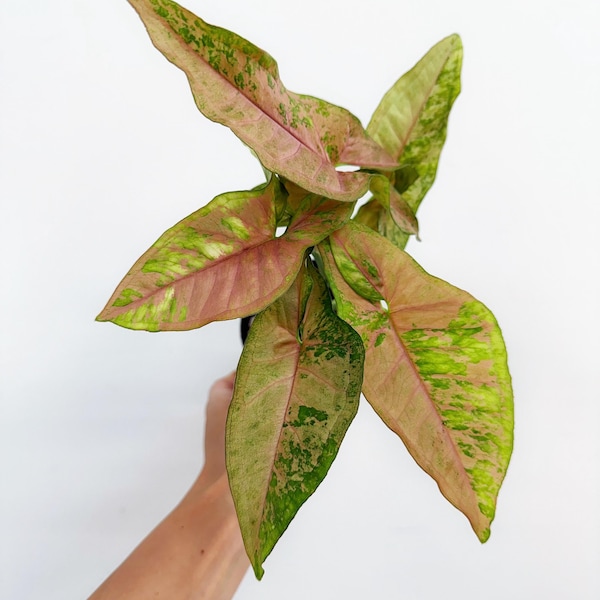 Syngonium Pink Flecked 4" - US SELLER