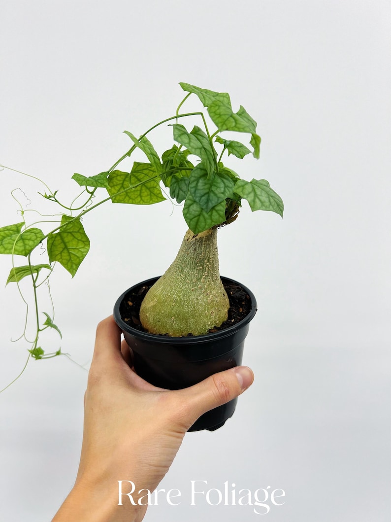 RareFoliagePlantCo Gerrardanthus Macrorhizus - Thumbnail 3