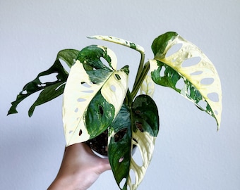 Monstera Adansonii Albo 3” - US SELLER