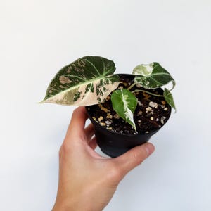 May include: A small Philodendron plant in a black plastic pot with variegated leaves featuring shades of dark green, cream, and pink. The plant has several heart-shaped leaves with distinct color patterns and is potted in dark soil with perlite.