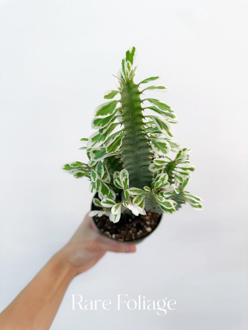 RareFoliagePlantCo Euphorbia - Thumbnail 2