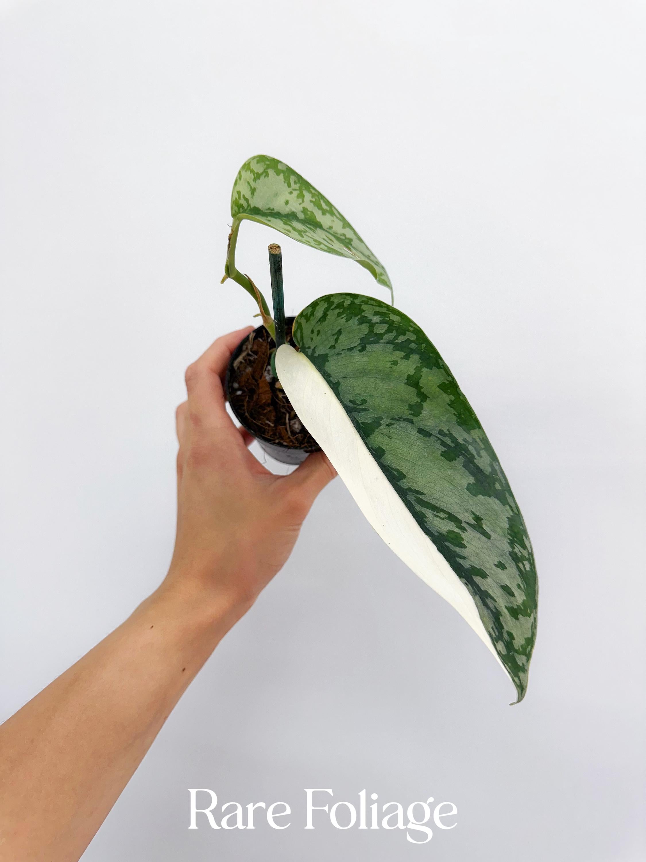 期間限定30%OFF! Scindapsus Etsy - Bakudapati その他観葉植物