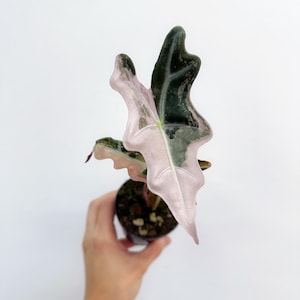 Alocasia Nobillis Pink Variegated 3” - US SELLER