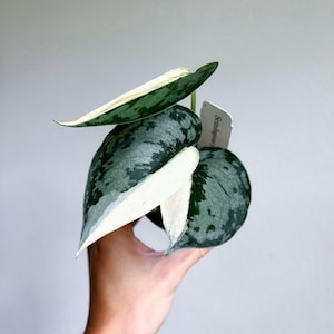 レア！ Scindapsus Lakambini スキンダプサス・ラカンビニ