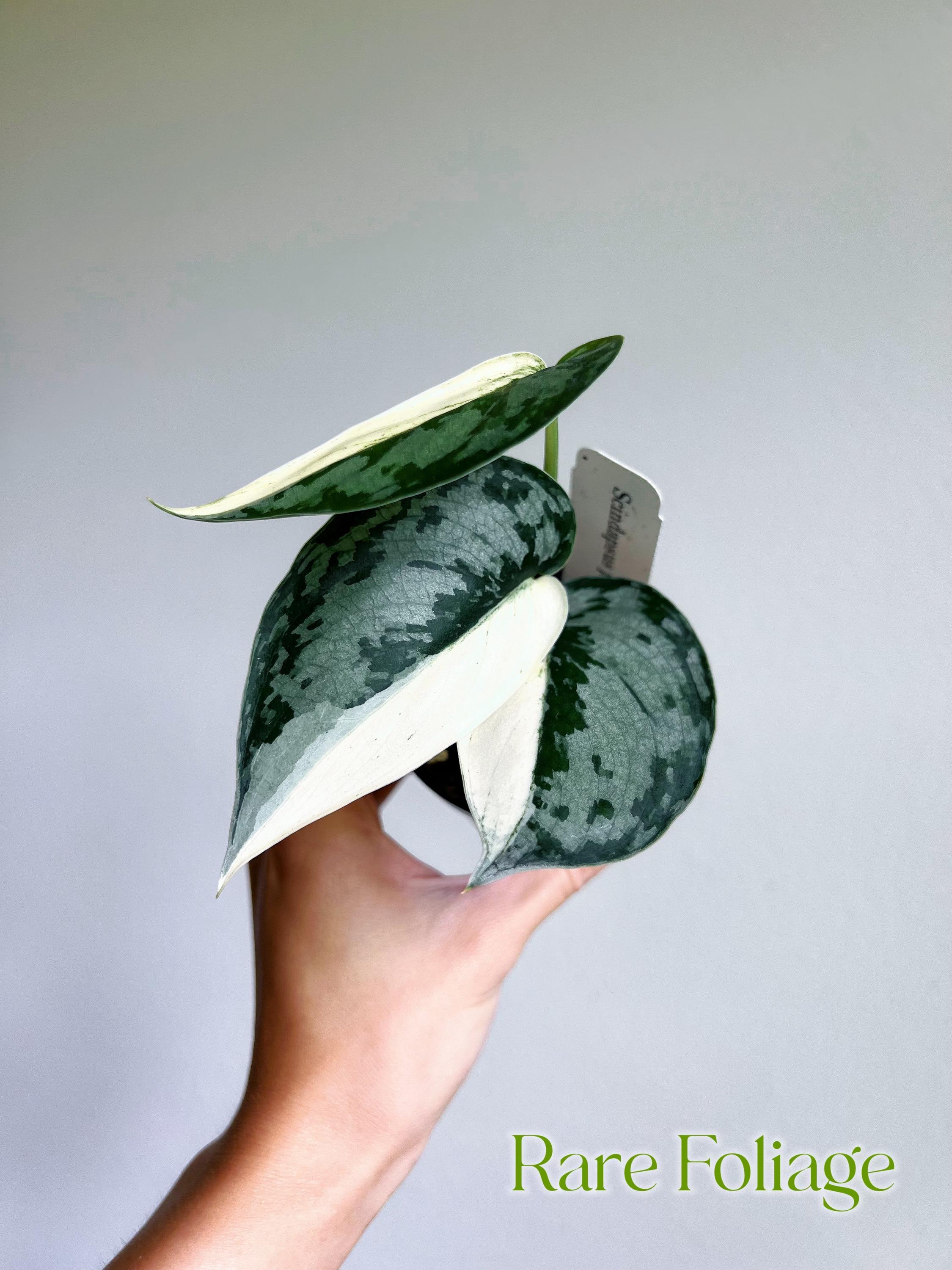 特価】Scindapsus Lakambini スキンダプサス ラカンビニ - メルカリ
