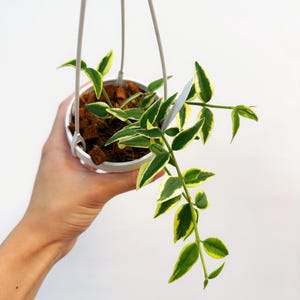 Hoya Bella Outer Variegated 3” - US SELLER