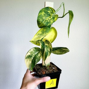 Scindapsus Jade Satin Aurea 4" - US SELLER