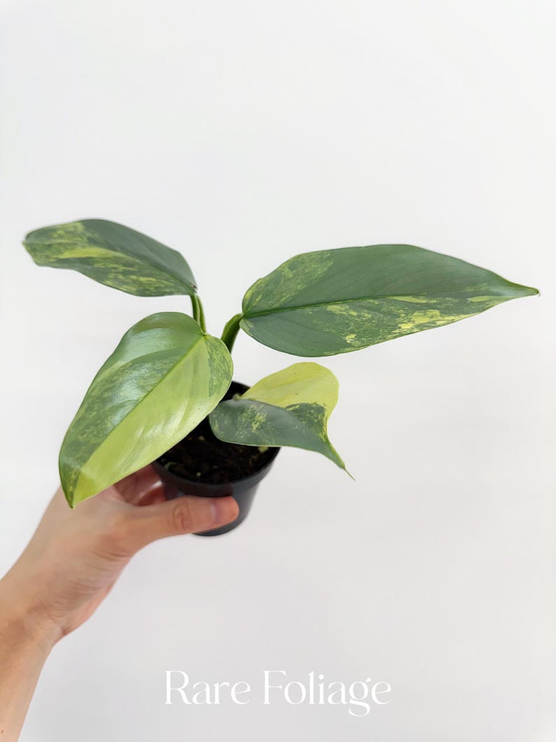 RareFoliagePlantCo Philodendron Silver Sword - Thumbnail 3