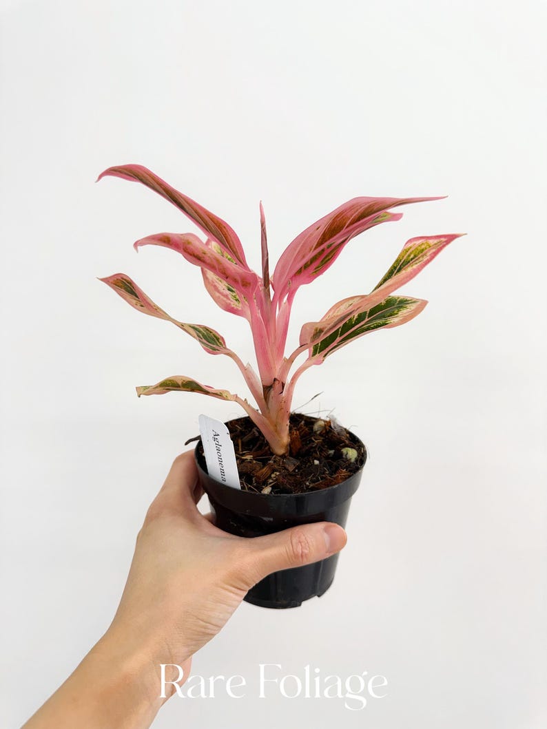 RareFoliagePlantCo Aglaonema Lotus Delight - Thumbnail 4