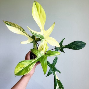Philodendron Florida Beauty 4&quot; - US SELLER