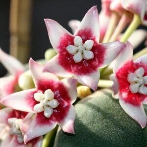 May include: Close-up of pink and white flowers with a red center. The flowers have five petals and are arranged in a cluster. The background is a green, textured surface.