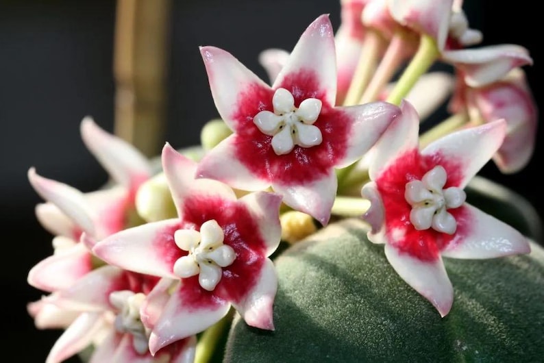 May include: Close-up of pink and white flowers with a red center. The flowers have five petals and are arranged in a cluster. The background is a green, textured surface.