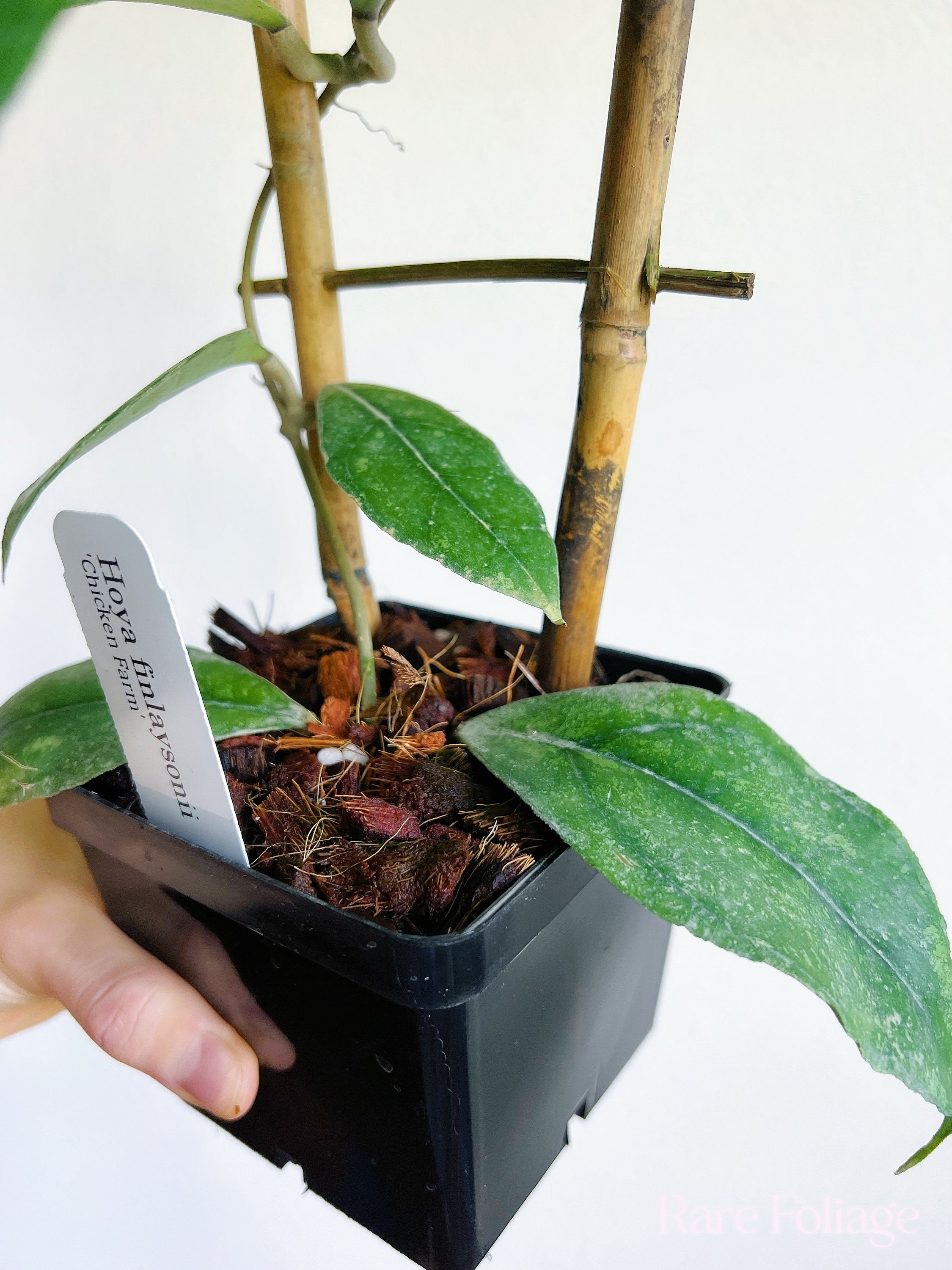 Hoya Finlaysonii Chicken Farm Trellis 4