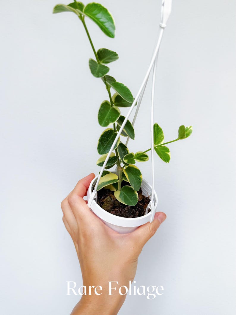 RareFoliagePlantCo Hoya Cumingiana - Thumbnail 2