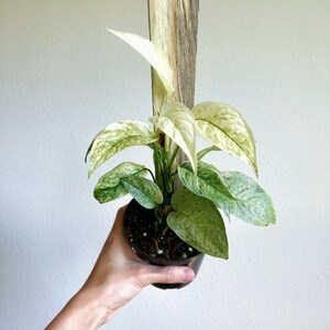 Monstera Laniata Mint 4” - US SELLER