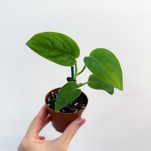 Monstera Sp Black Velvet 3 - US SELLER - Etsy