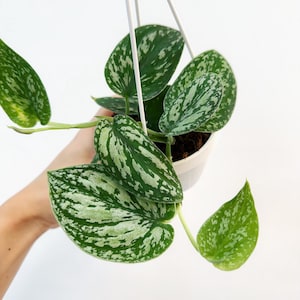 Scindapsus Tricolor 3” - US SELLER