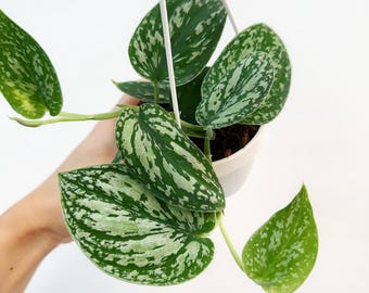 Scindapsus Tricolor 3” - US SELLER