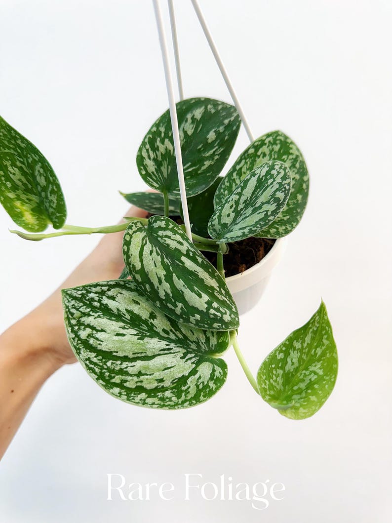 RareFoliagePlantCo Scindapsus Tricolor - Thumbnail 4