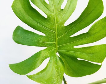 Monstera Lemon Lime 6” Tall - US SELLER - Etsy