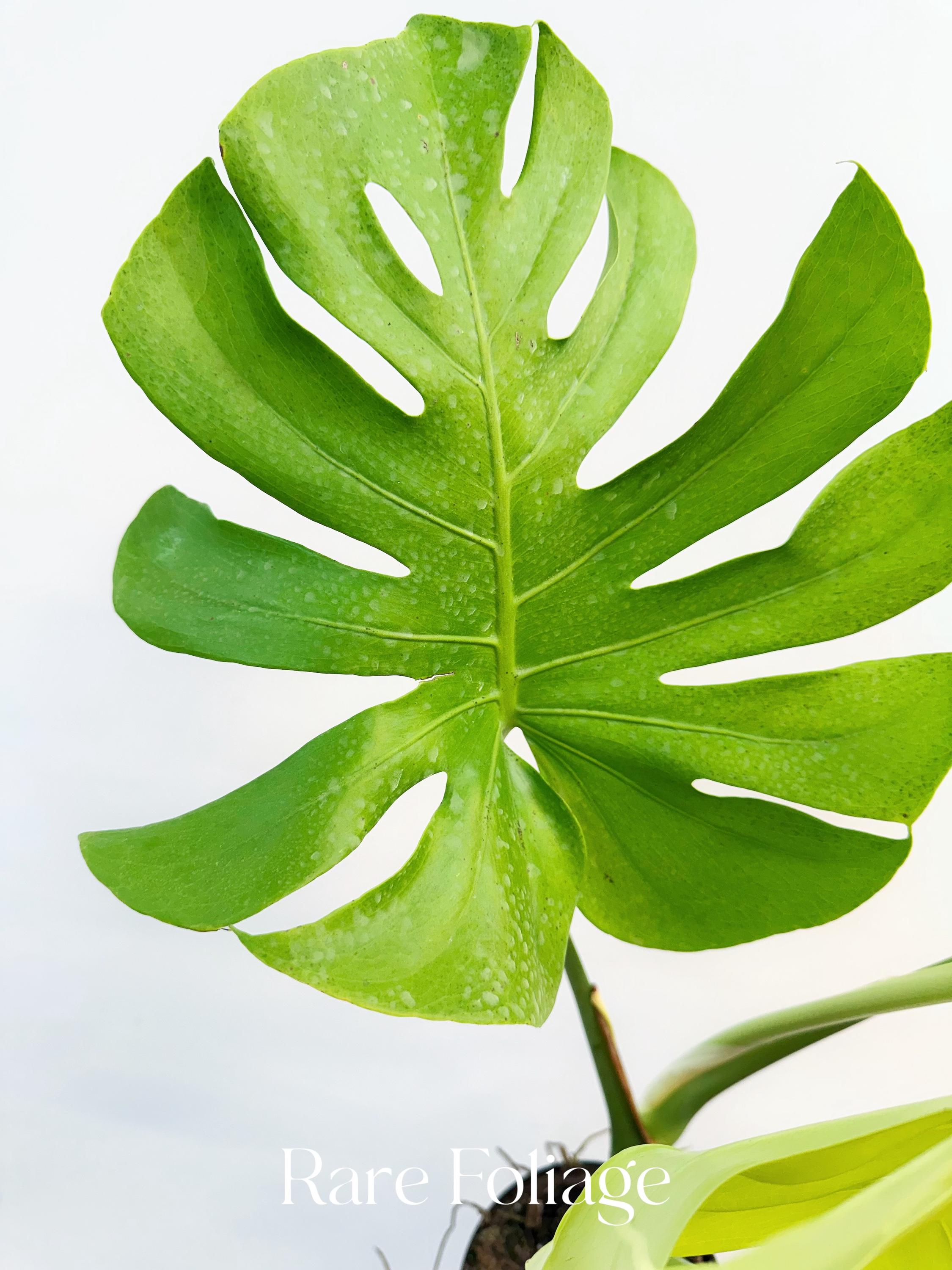 Monstera Lemon Lime 6” - US SELLER - Etsy