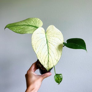 May include: A potted plant with large, variegated leaves in shades of white and green. The leaves have prominent veining, and the text "Rare Foliage" is visible at the bottom. The plant is held in a black pot.