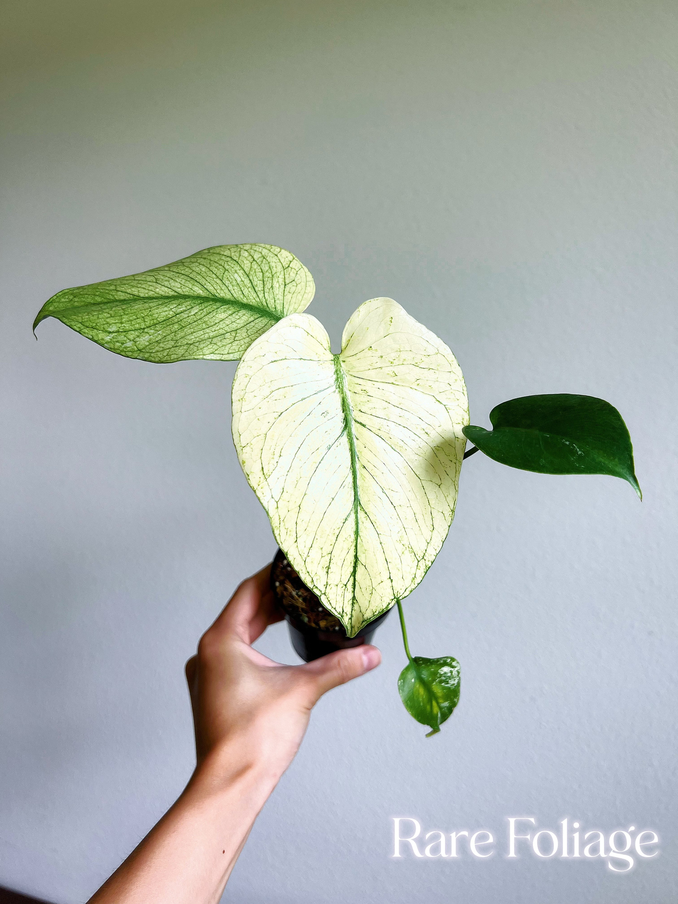 Large Form Aurea Monstera - Etsy