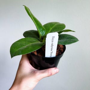 May include: A small green Hoya calycina plant in a black pot with a white label that reads "Hoya calycina Stargazer".