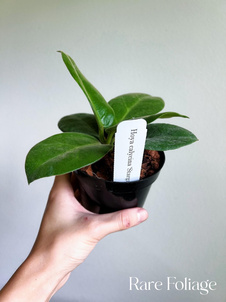 May include: A small green Hoya calycina plant in a black pot with a white label that reads "Hoya calycina Stargazer".