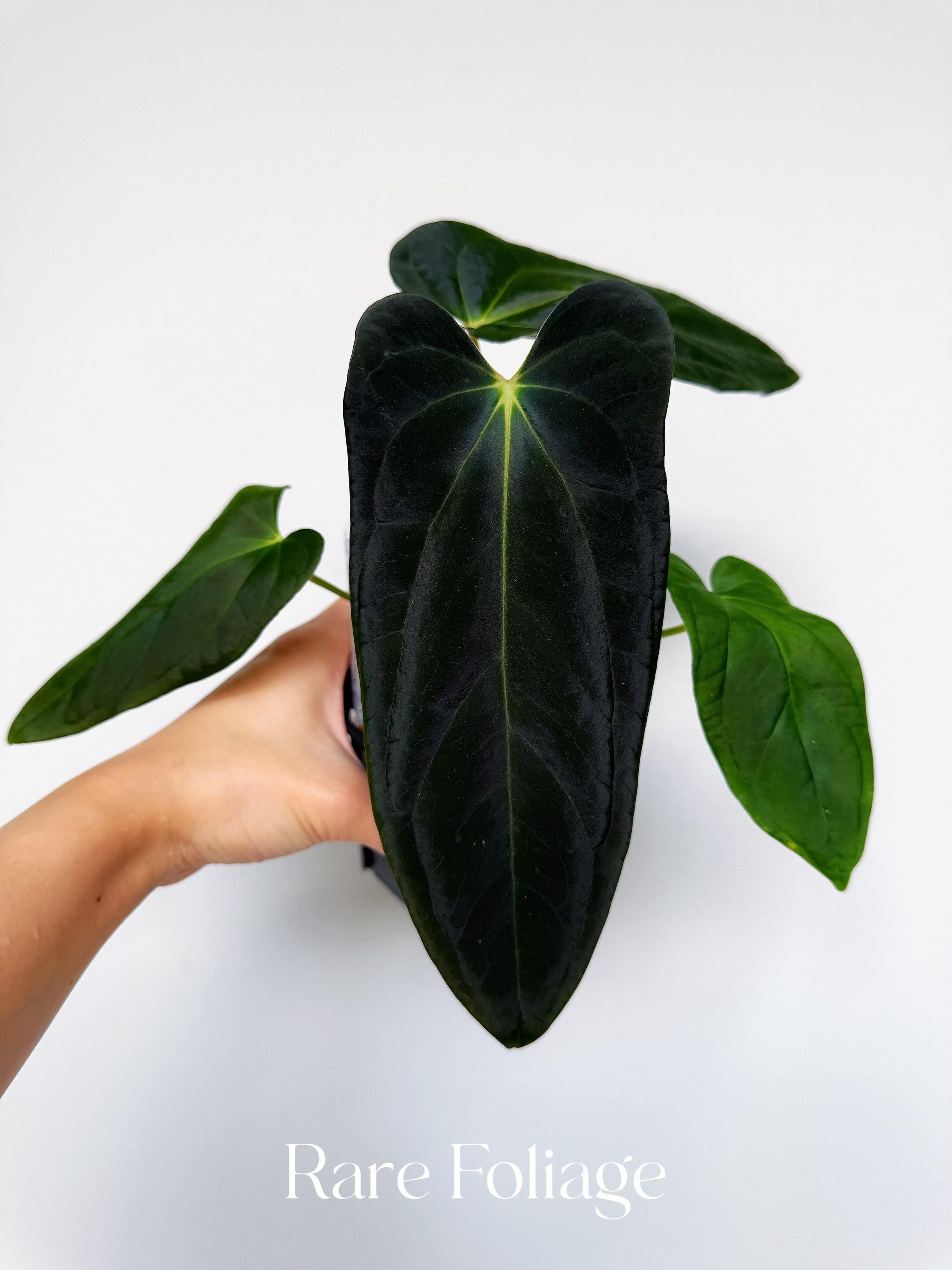 Portillae Anthurium - Etsy