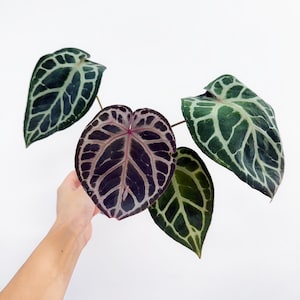 Anthurium Zara X Anthurium Michelle - Etsy
