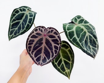 Anthurium Necromancer Dreamweaver X RLFS Carla 'amanda' Large