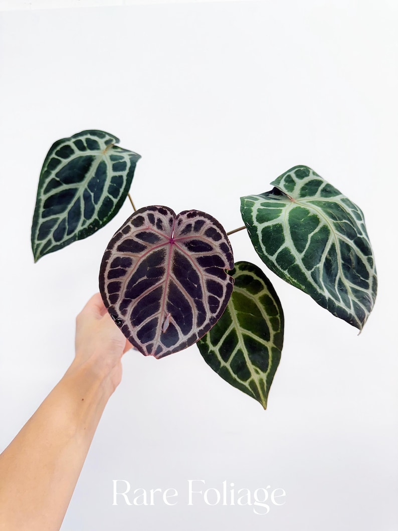 RareFoliagePlantCo Anthurium Michelle x Zara x RC x King of Spades - Thumbnail 2