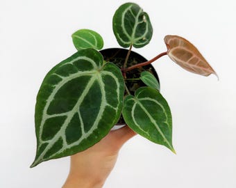 Anthurium (carla 'district' X Black Widow Michelle) X Red