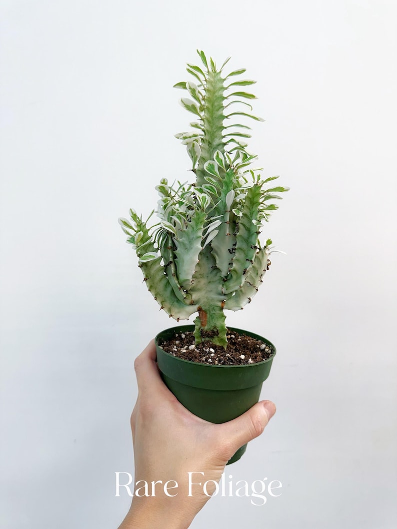 RareFoliagePlantCo Euphorbia