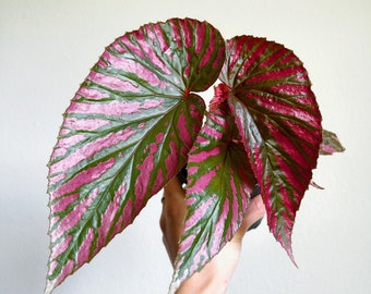 Begonia Brerivimosa 4" - US SELLER