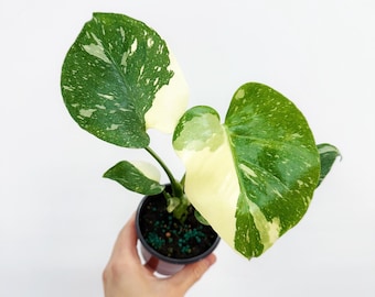 May include: A potted Monstera plant with large, variegated leaves. The leaves are a mix of green and creamy white, with a speckled pattern. The pot is black, and the text "Rare Foliage" is at the bottom.