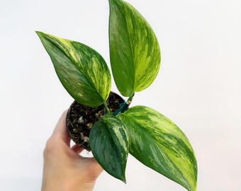 Scindapsus Rubicon 3” - US SELLER
