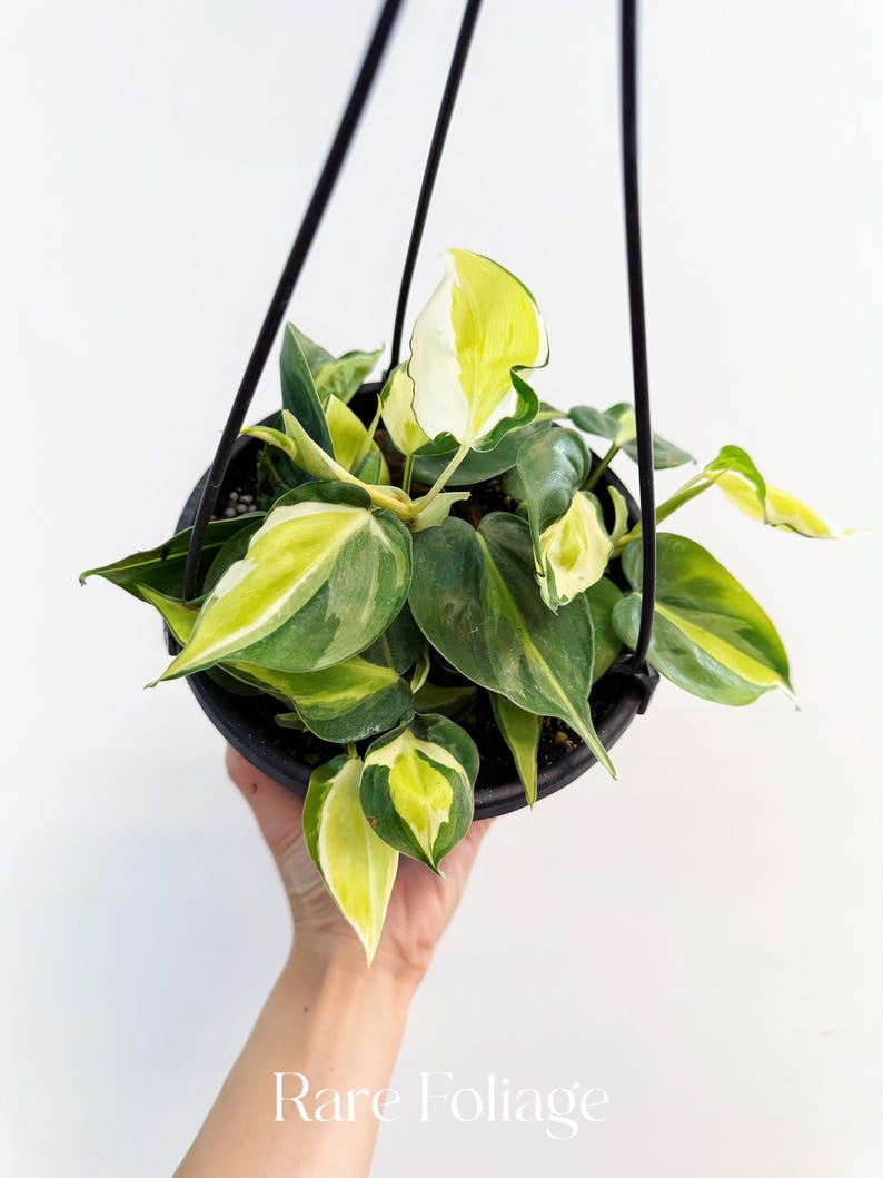RareFoliagePlantCo Philodendron Hederaceum