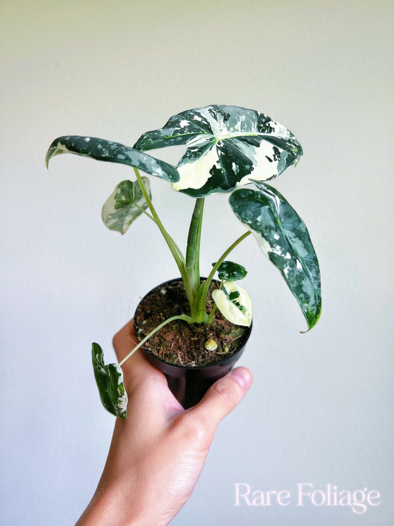 RareFoliagePlantCo Alocasia Frydek - Thumbnail 4