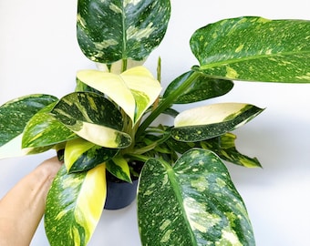 Philodendron Congo Nuclear Variegated 6” - US SELLER