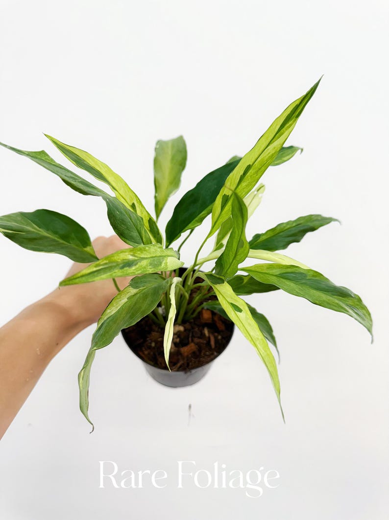 RareFoliagePlantCo Spathiphyllum Peace Lily - Thumbnail 2
