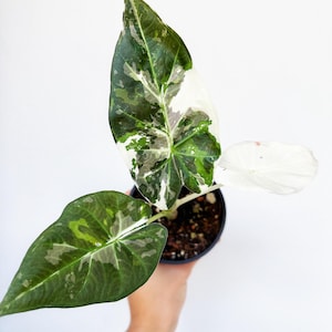 Alocasia Regal Shield Albo Variegated - Etsy