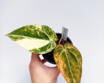 Anthurium (carla 'district' X Black Widow Michelle) X Red