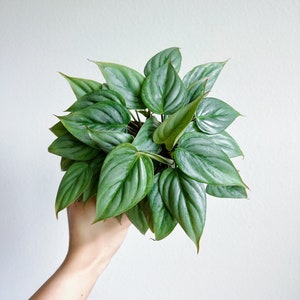 Philodendron Sodiroi 4&quot; - US SELLER