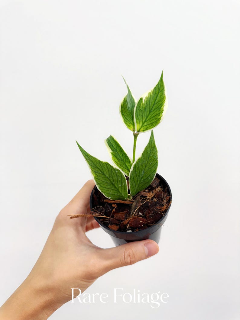 RareFoliagePlantCo Hoya Polyneura Albomarginata