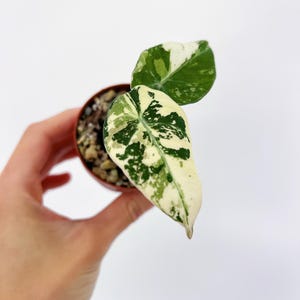 Alocasia Black Velvet Pink Variegated 2” - US SELLER