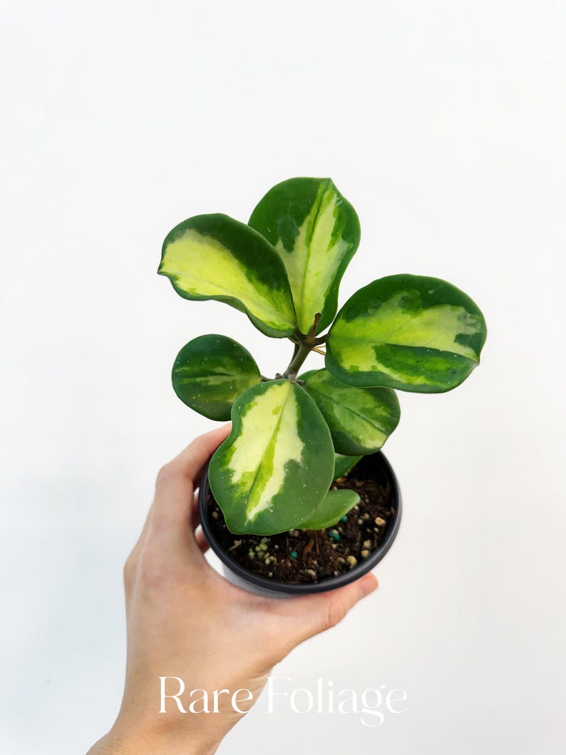 RareFoliagePlantCo Hoya Obovata