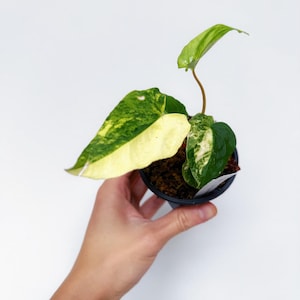 Ralph Lynam Anthurium - Etsy