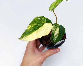 Anthurium Papillilaminum, (fs Self) X (rl Self) - 2x Seedlings - Etsy